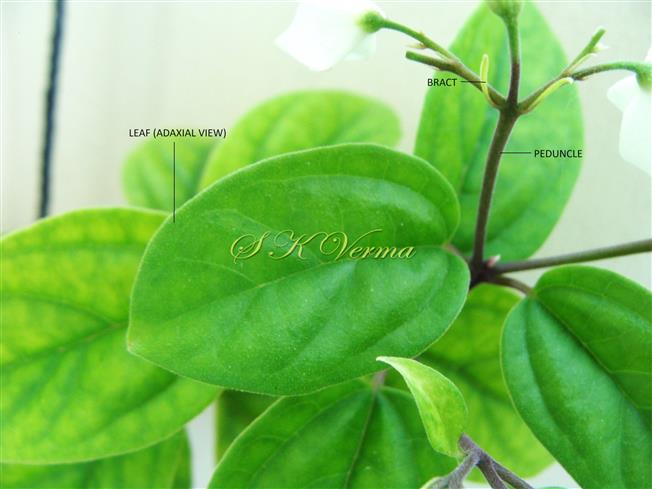  Leaf (Adaxial view)